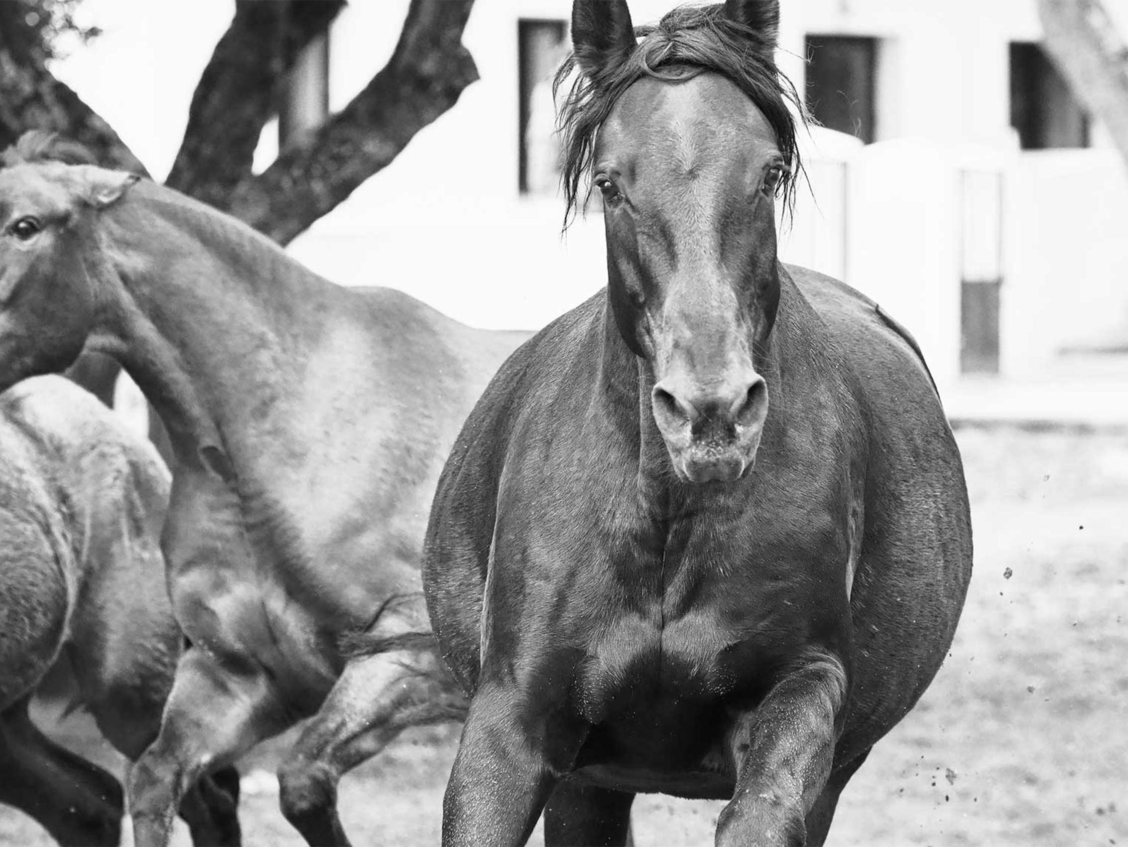 Reservatauro Ronda horses