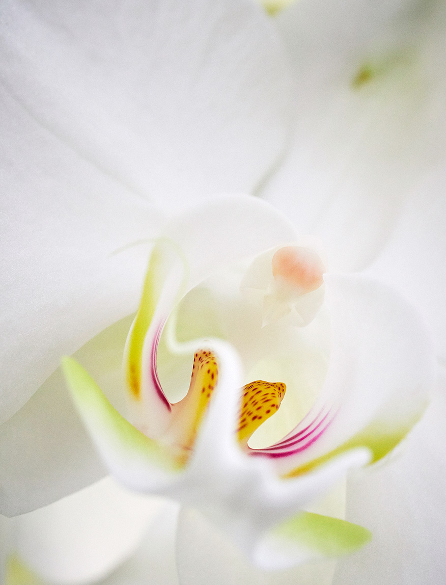 Macro orchid