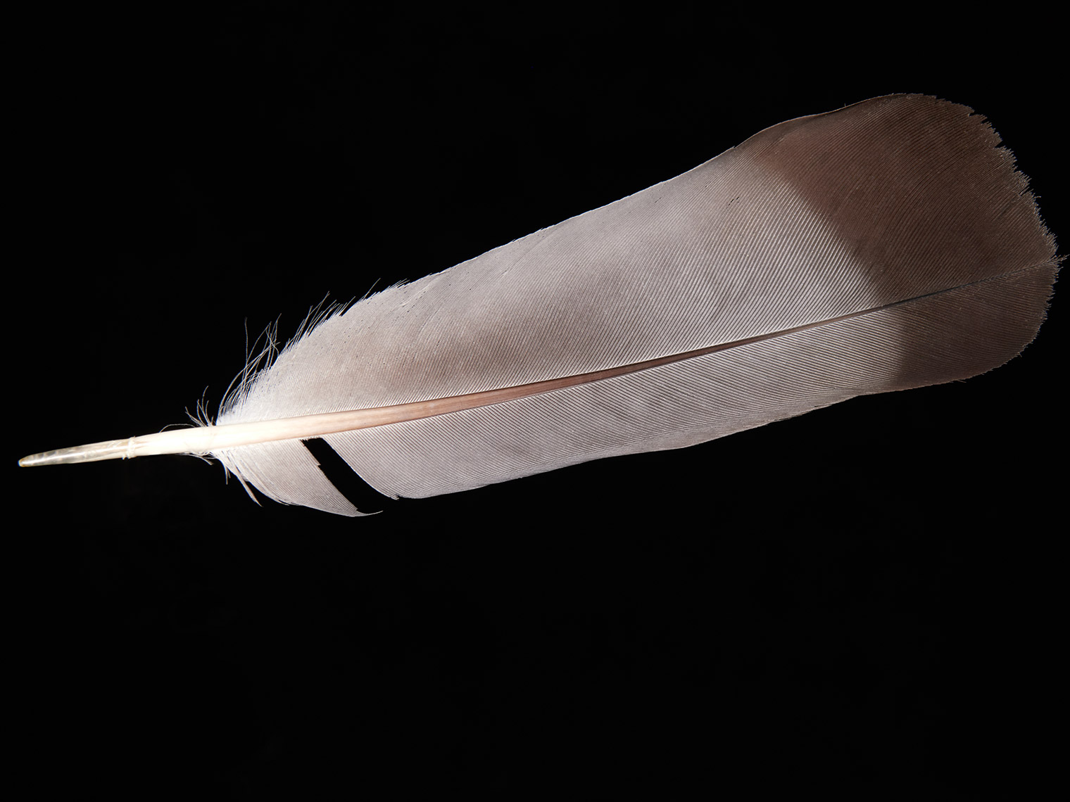 feather-18279-web