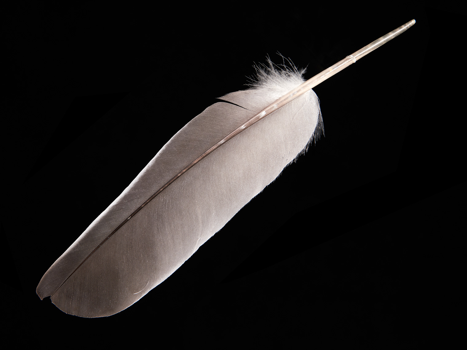 feather-18280-web