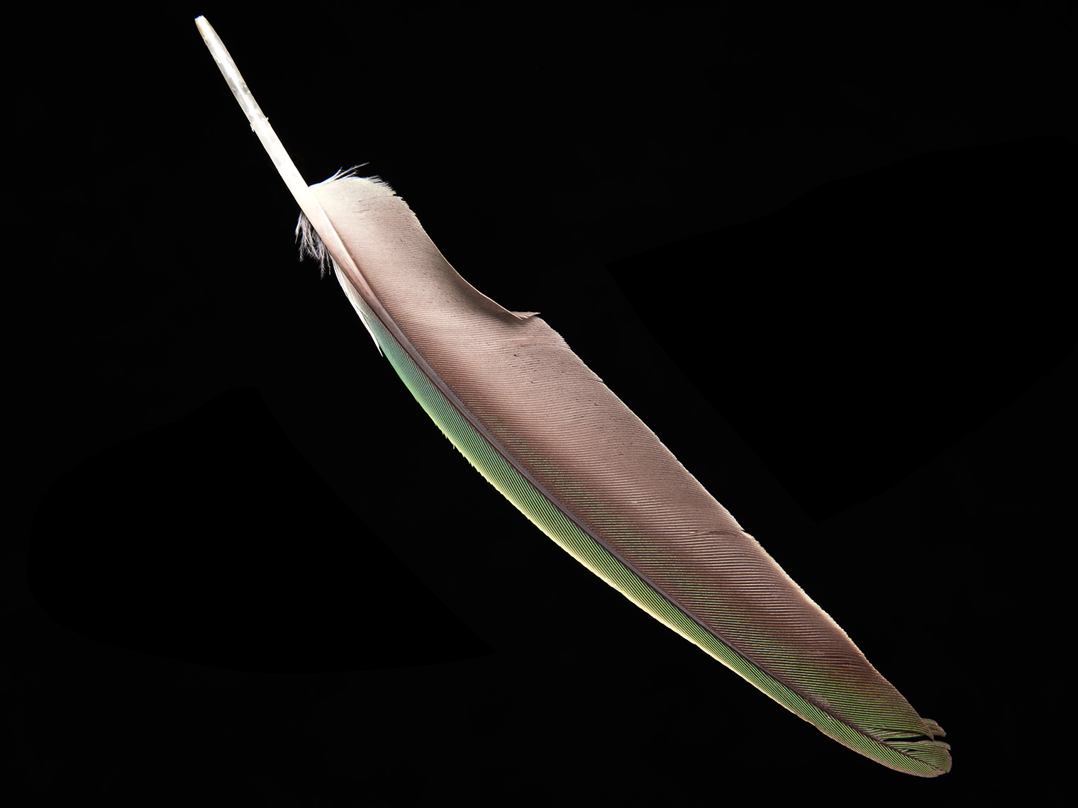 feather-18282-web