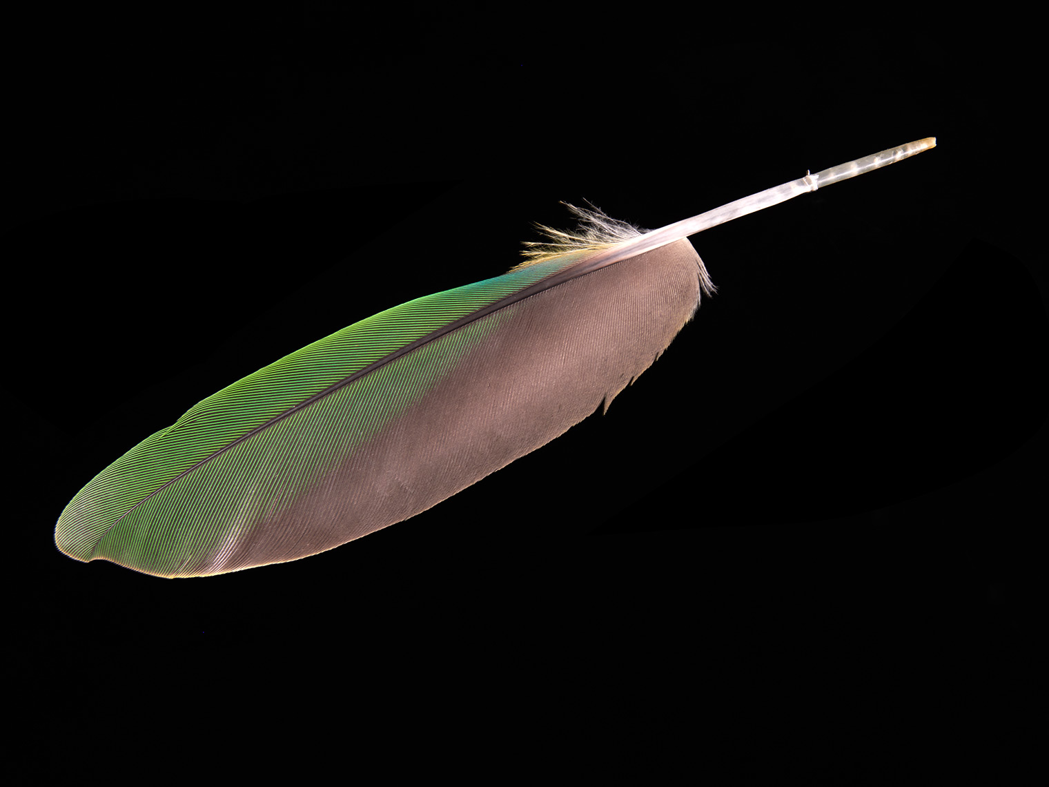 feather-18284-web
