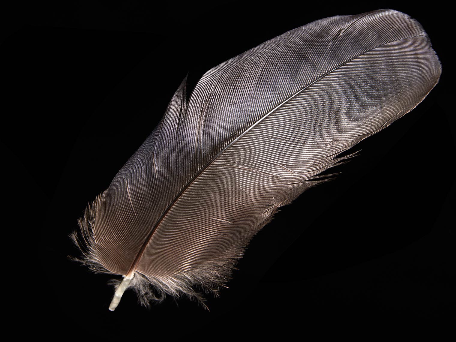 feather-18286-web