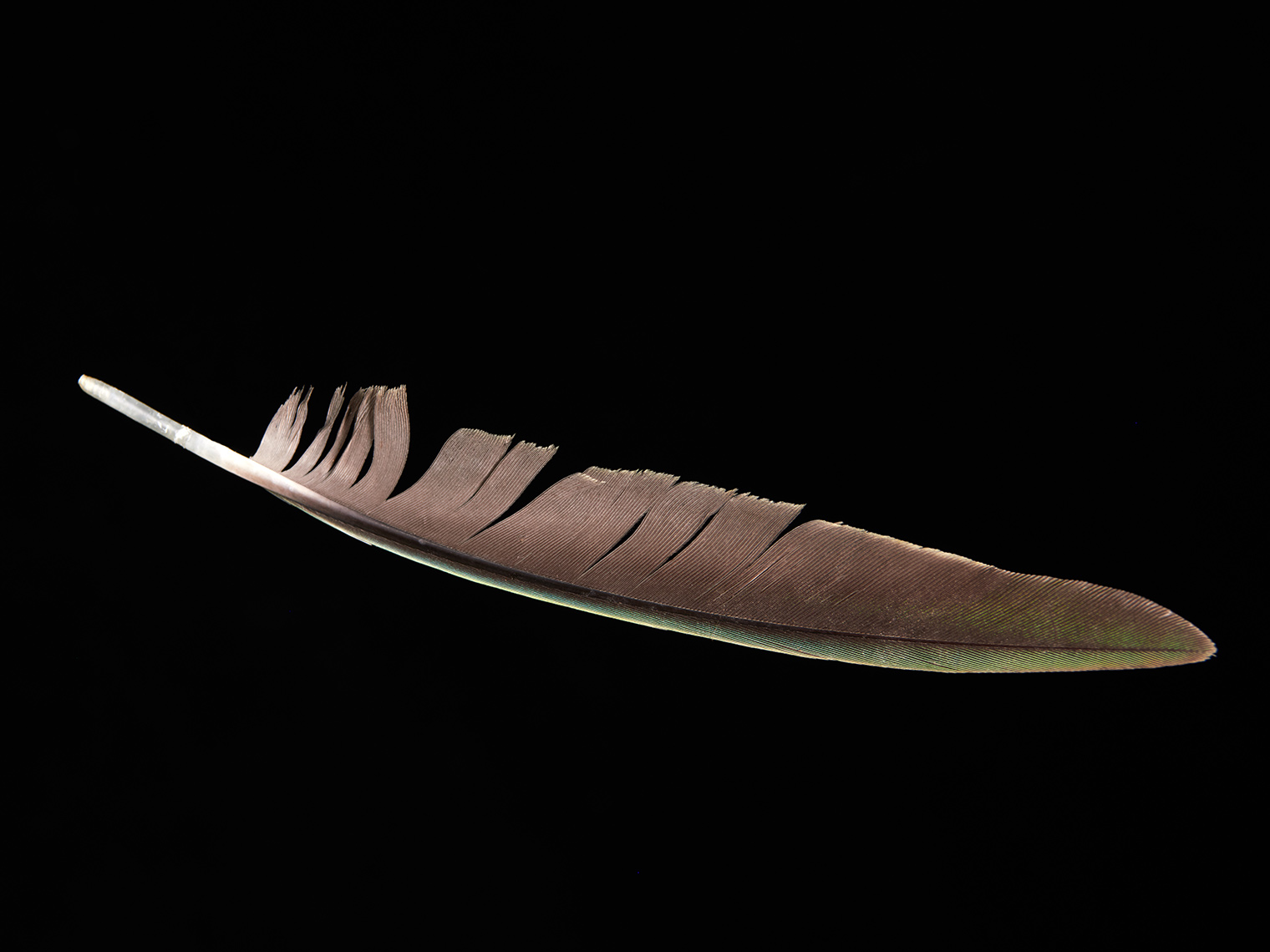 feather-18288-web