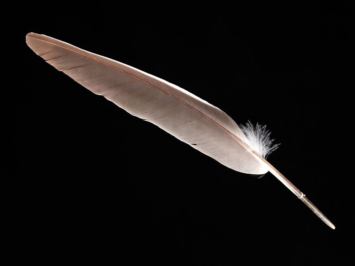 feather-18289-web