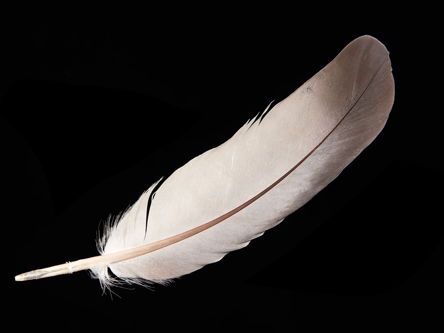 feather-18295-web