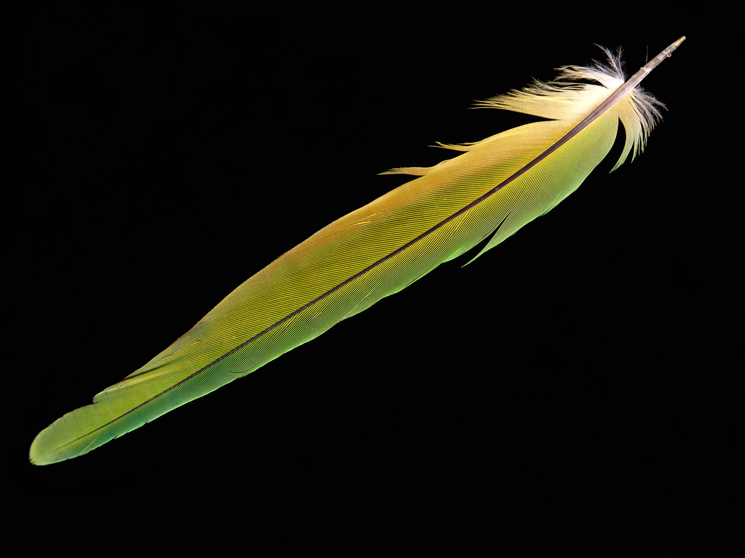 feather-18304-web