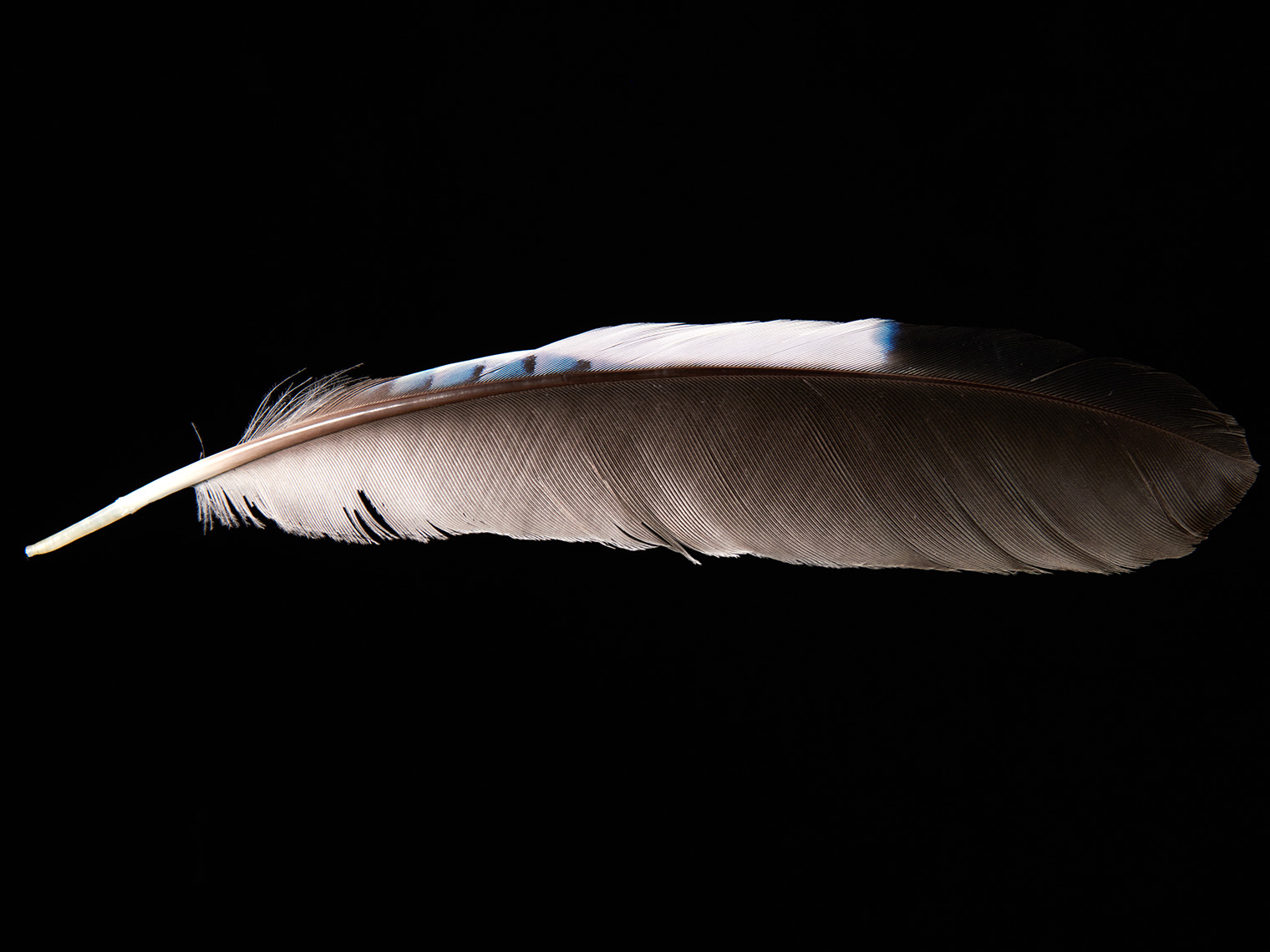 feather-18308-web
