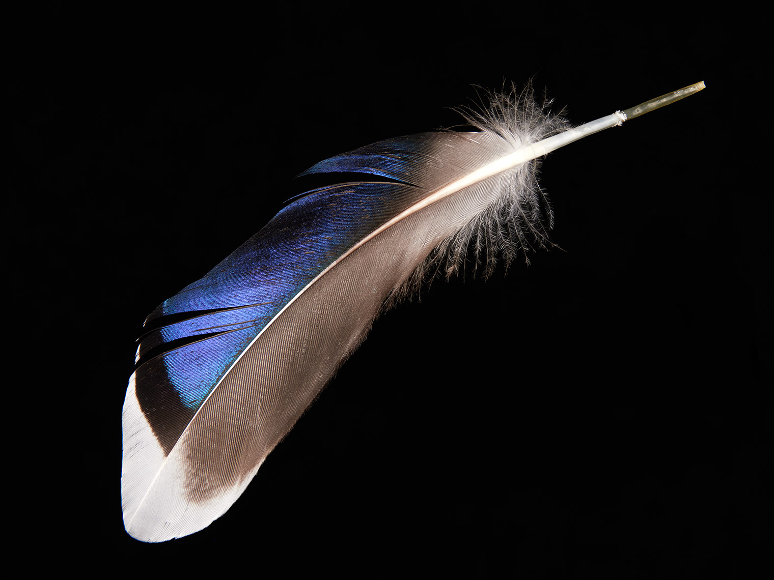 feather-18311-web