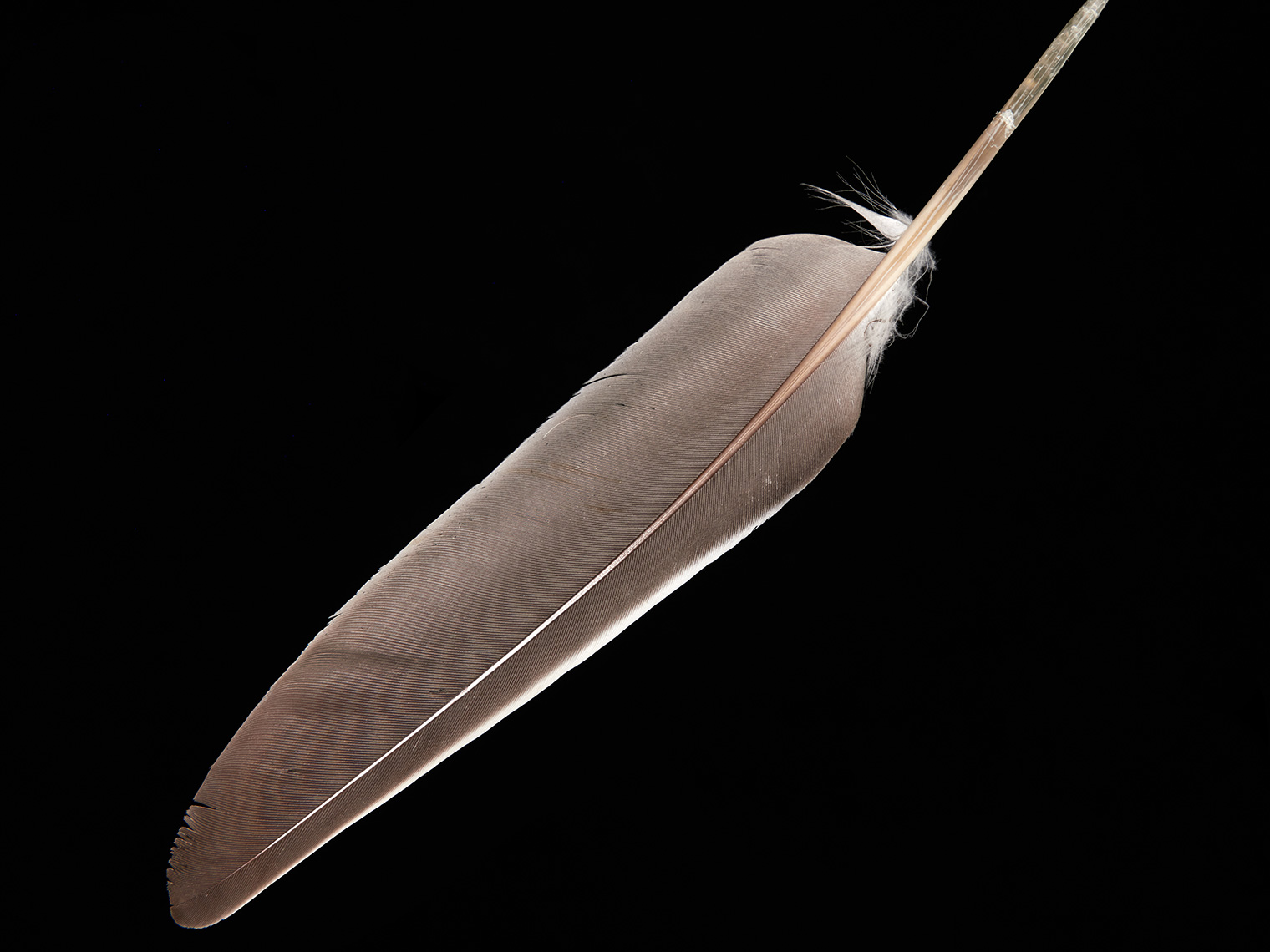 feather-18312-web