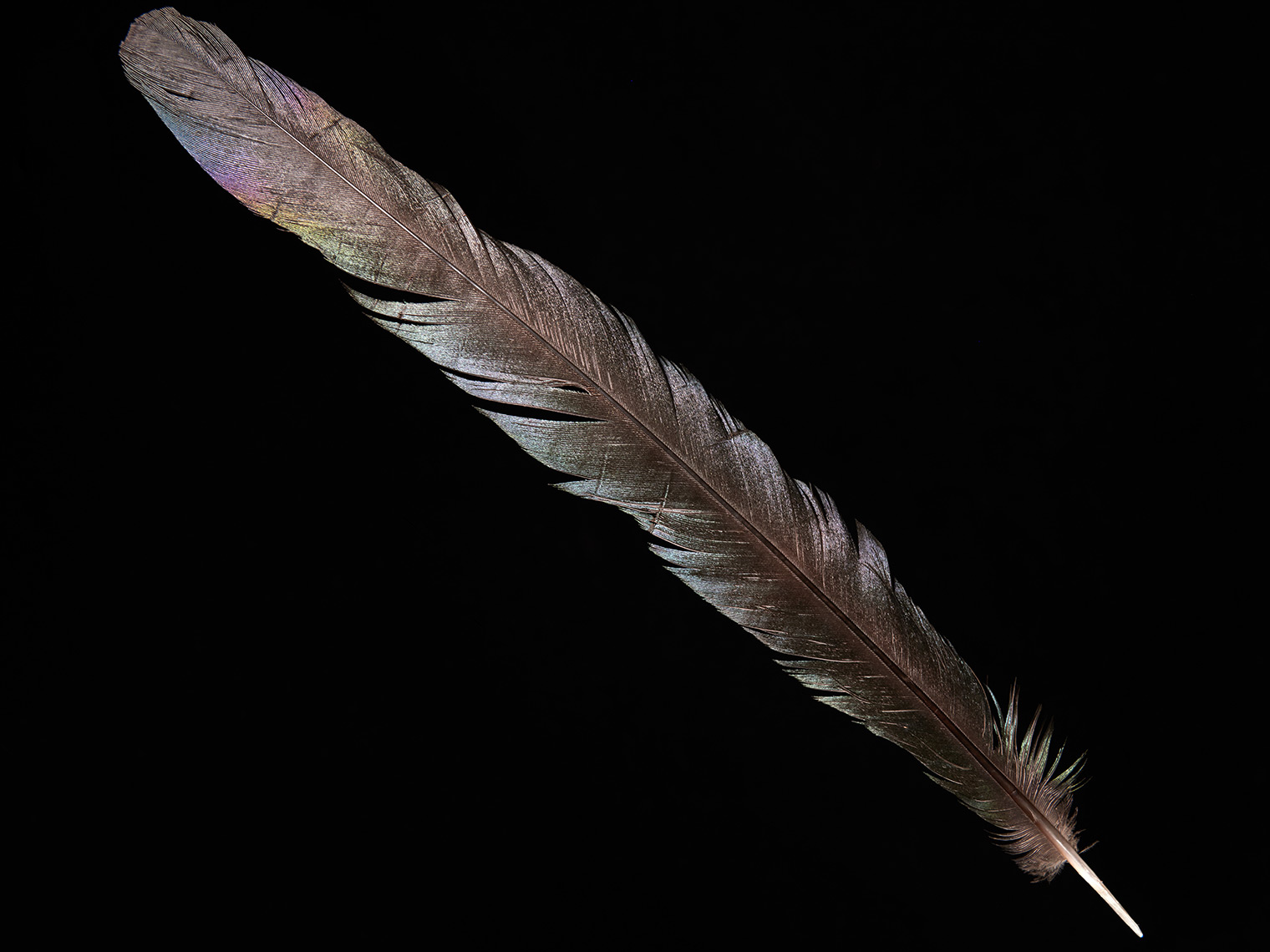 feather-18314-web