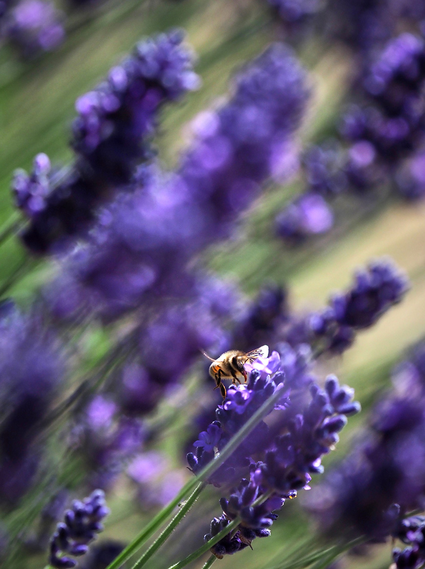 Macro lavender nature