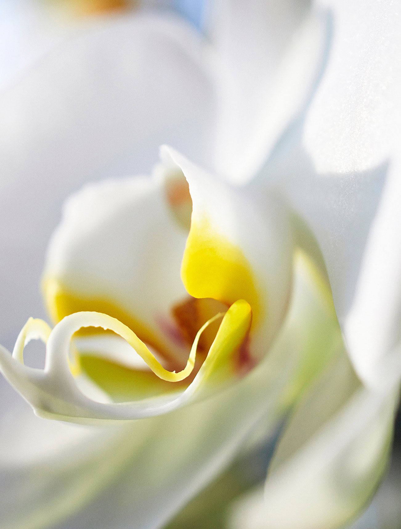White orchid macro